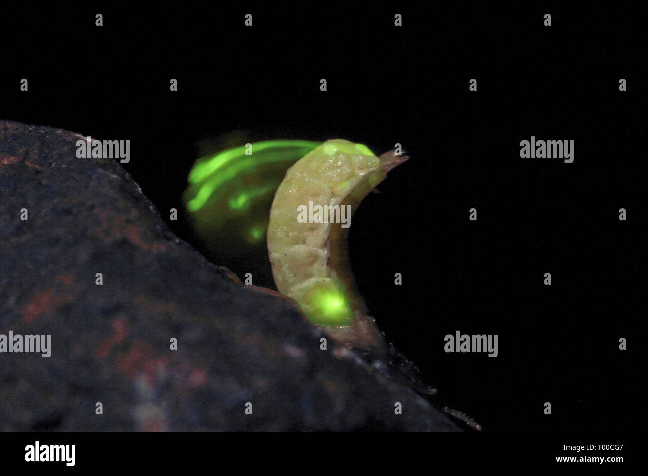 Piccolo coleottero fulmini (Lamprohiza splendidula, Phausis splendidula), femmina con luce-organo emettitore, lucente, Germania Foto Stock