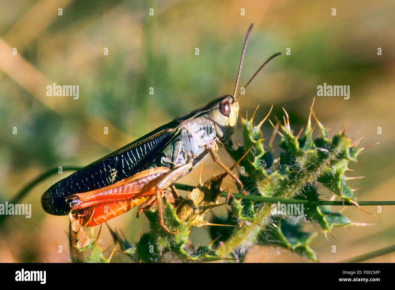 Ala-ronzio Grasshopper (Stenobothrus rubicundulus), maschio, Germania Foto Stock