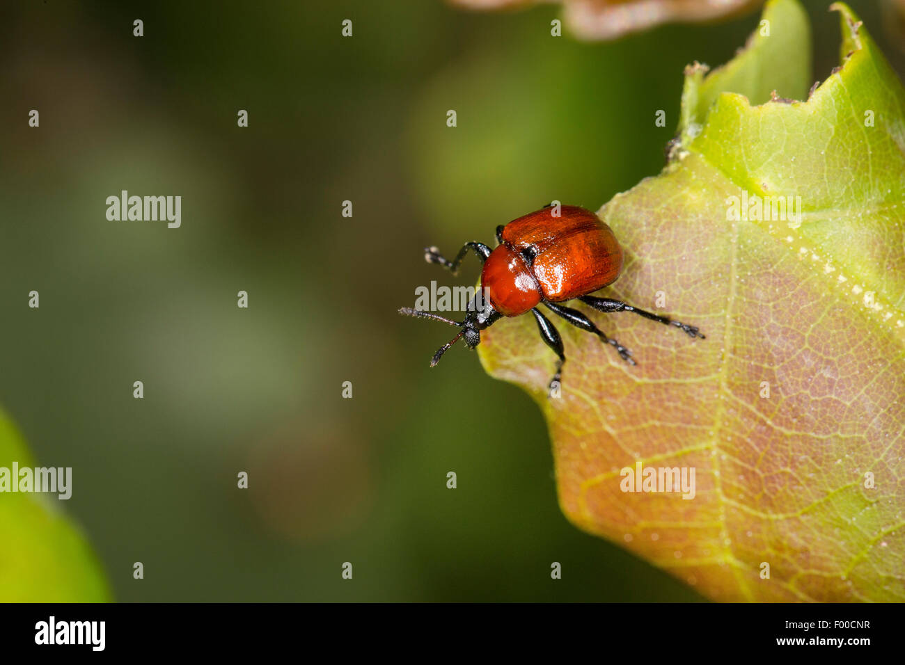 Foglie di quercia rullo, Quercia Rossa rullo (Attelabus nitens, Attelabus curculionoides), su una foglia, Germania Foto Stock