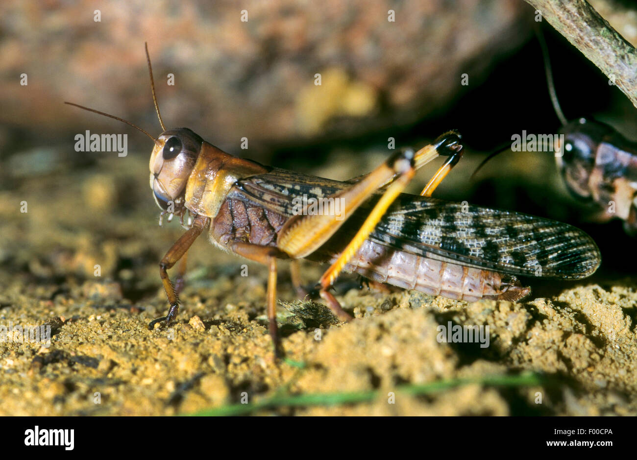 Locusta migratoria (Locusta migratoria, Pachytylus migratorius), sul terreno, Germania Foto Stock