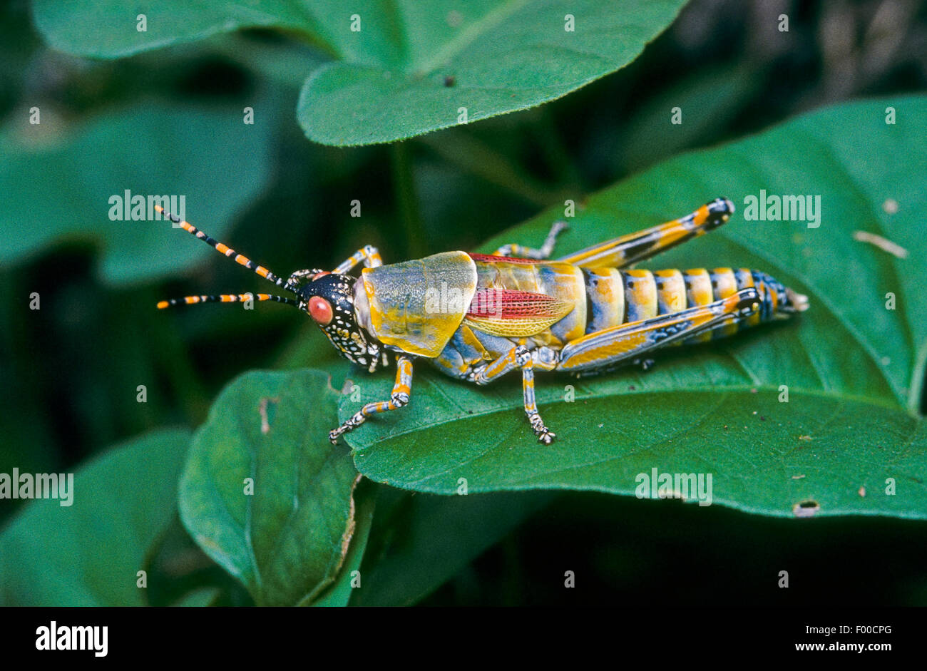 Grasshopper esotici provenienti dall Africa Foto Stock