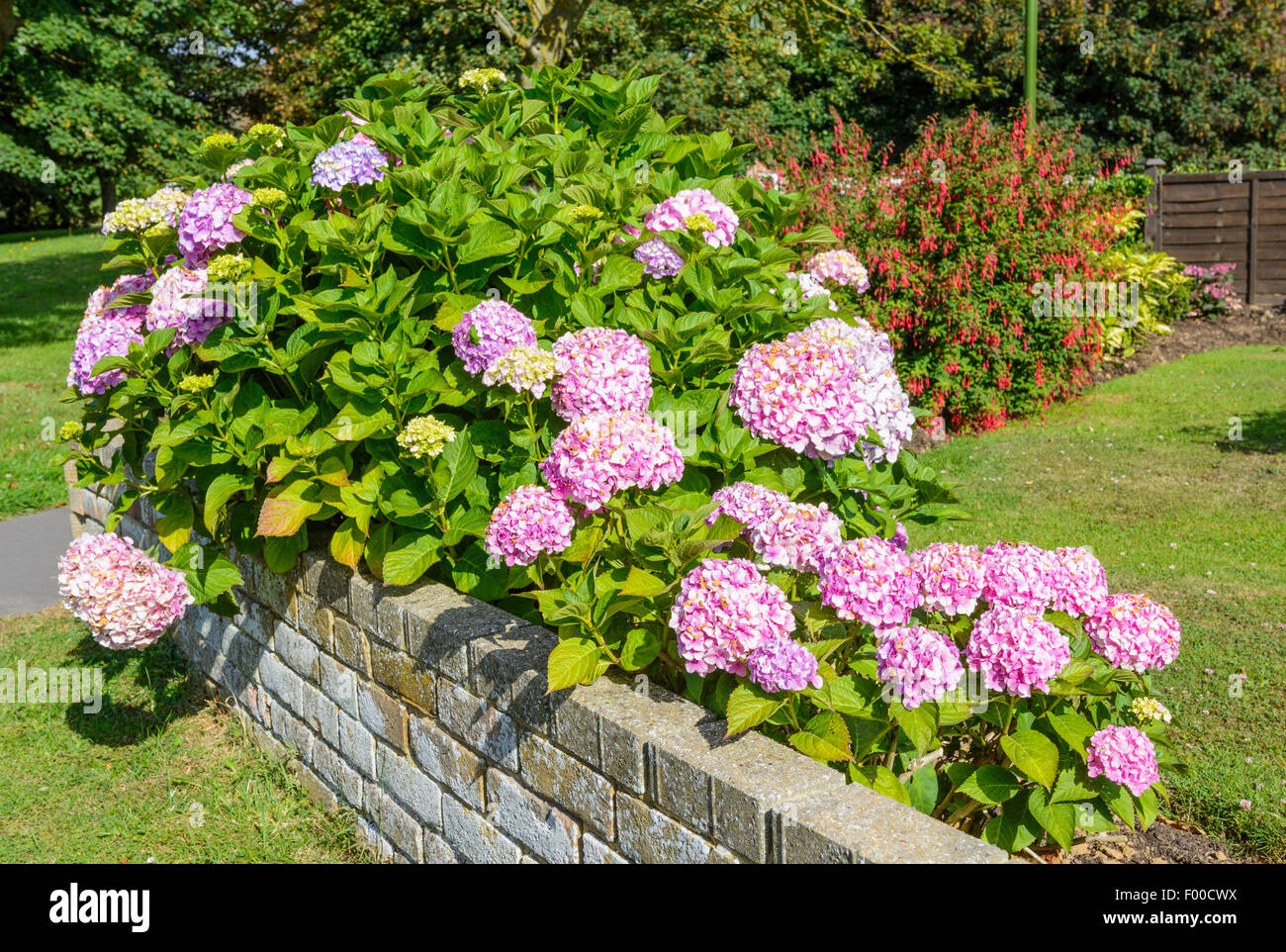 Pink Hydrangea fiori in un giardino in estate nel Regno Unito. Foto Stock