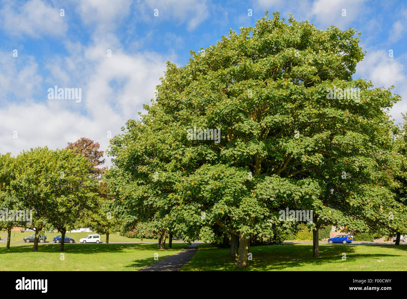 Acero di monte tree (Acer pseudoplatanus )in un parco durante l'estate nel Regno Unito. Foto Stock