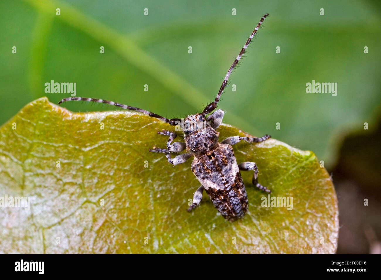 Conifere legno-longhorn beetle, pino Longhorn (Pogonocherus fasciculatus), su una foglia, Germania Foto Stock