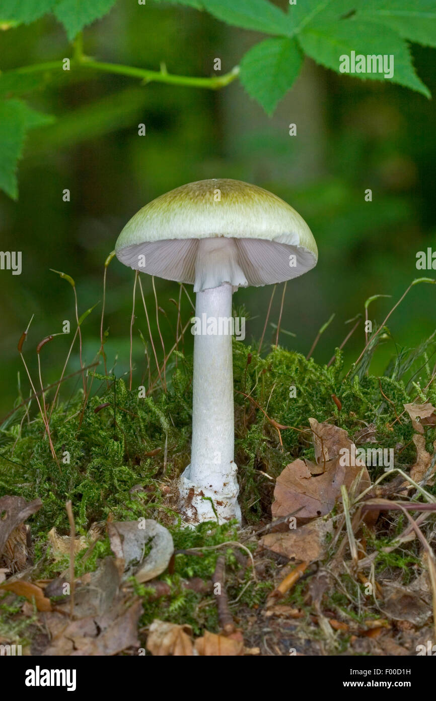 La morte il tappo a fungo, Deathcap (Amanita phalloides), corpo fruttifero sul suolo della foresta, fungo tossico, Germania Foto Stock