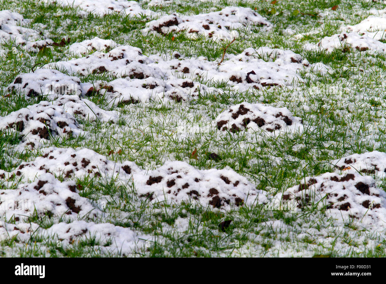 Unione mole, comune mole, Northern mole (Talpa europaea), molehills ina un prato dopo la nevicata, Germania Foto Stock