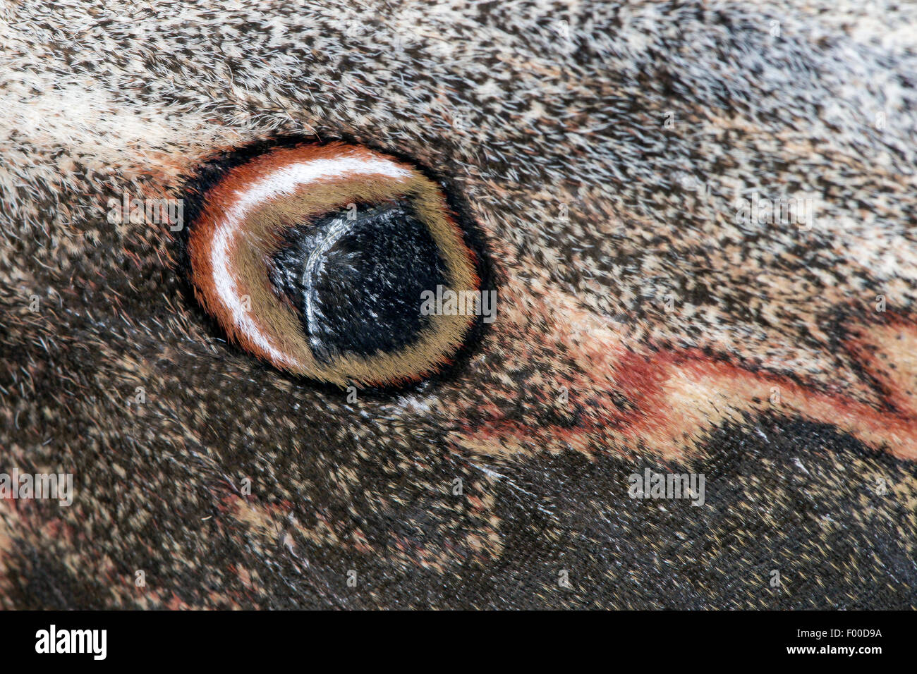 Grande Imperatore Moth, Giant Peacock Moth, grande Peacock Moth, gigante imperatore Moth, Viennese imperatore (Saturnia pyri), eye spot su un parafango, Germania Foto Stock