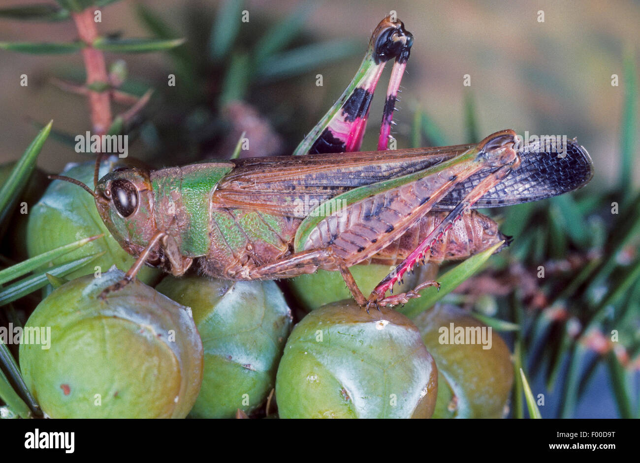 Longwinged grasshopper (Aiolopus thalassinus, Epacromia thalassina), sul ginepro, Germania Foto Stock