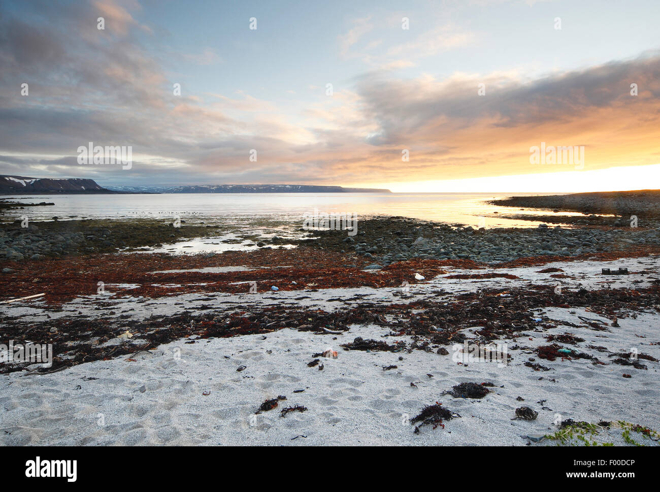 Costa, pietre ed erbacce lungo la costa del mare Barentz, Norvegia, Varangerfjor, Hamningberg Foto Stock