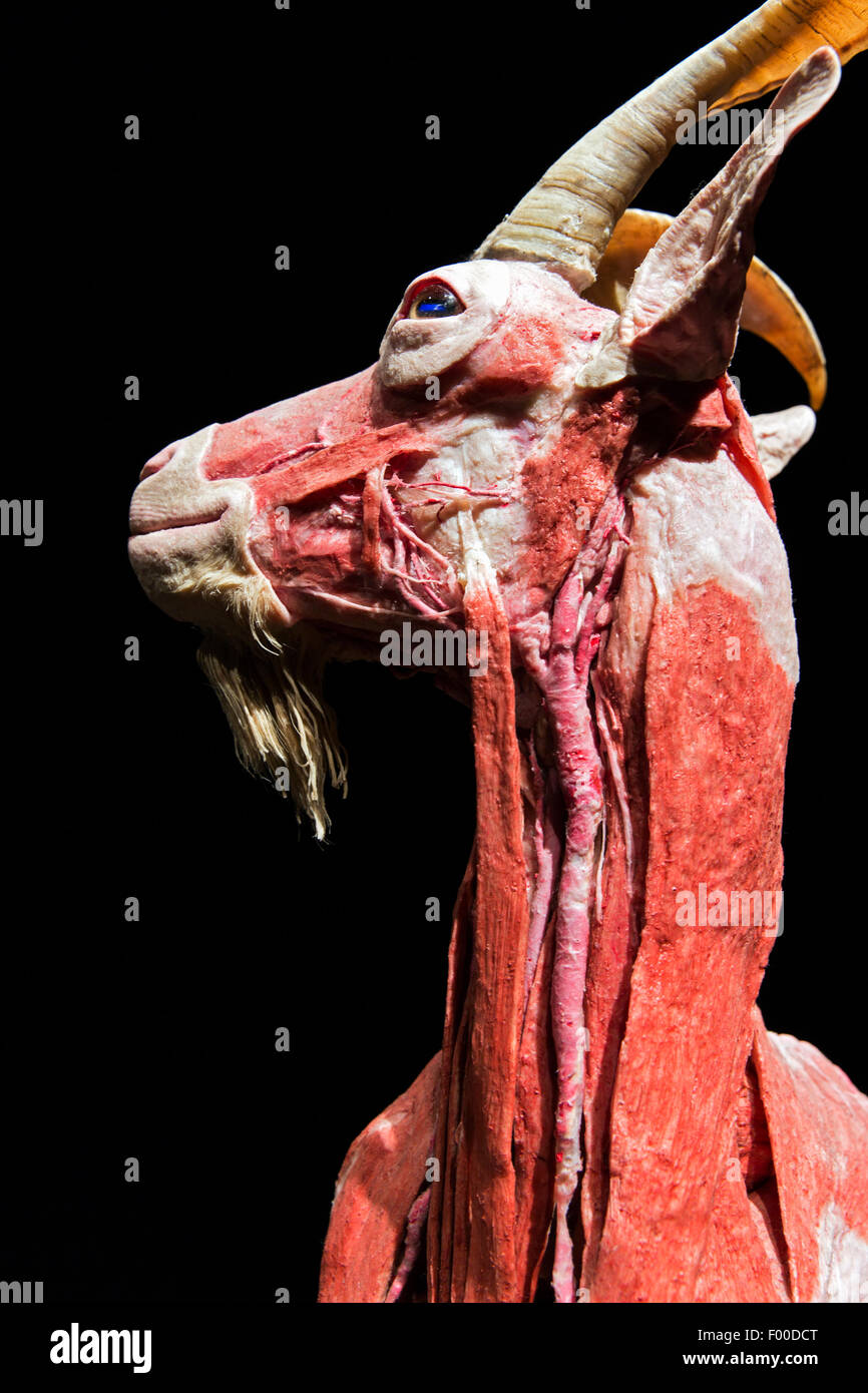 Canada,Ontario, Ottawa, Museo Canadese della natura e degli animali fuori l'interno presentano, capra. Plastination di un animale rivelando il tessuto muscolare. Foto Stock