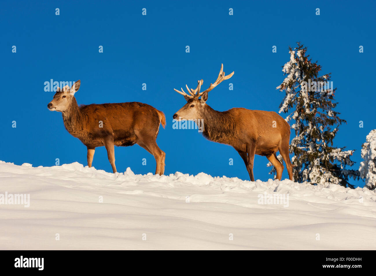 Il cervo (Cervus elaphus), due cervi nel paesaggio innevato, Svizzera, Sankt Gallen Foto Stock