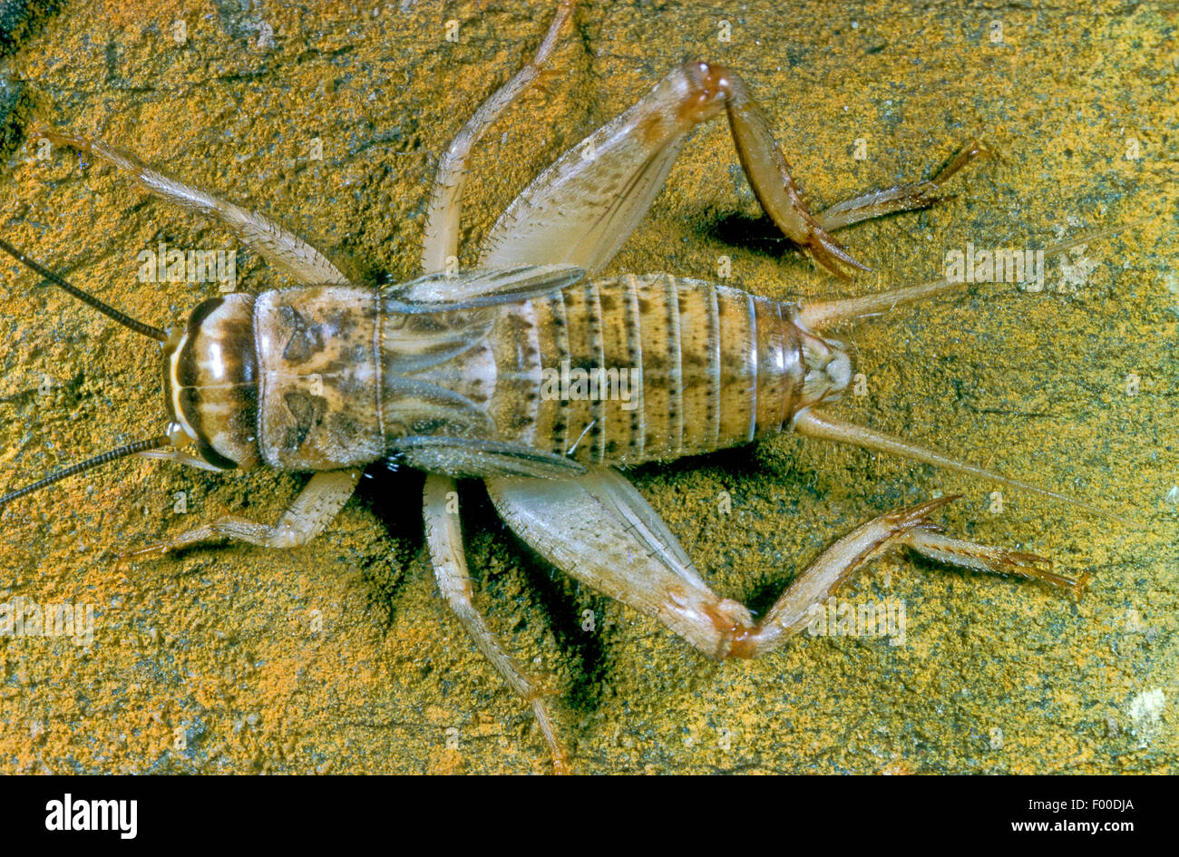 Casa cricket, domestici cricket, grigio domestico cricket (Acheta domesticus, Acheta domestica, Gryllulus domesticus), si siede su una pietra ricoperta di licheni, Germania Foto Stock