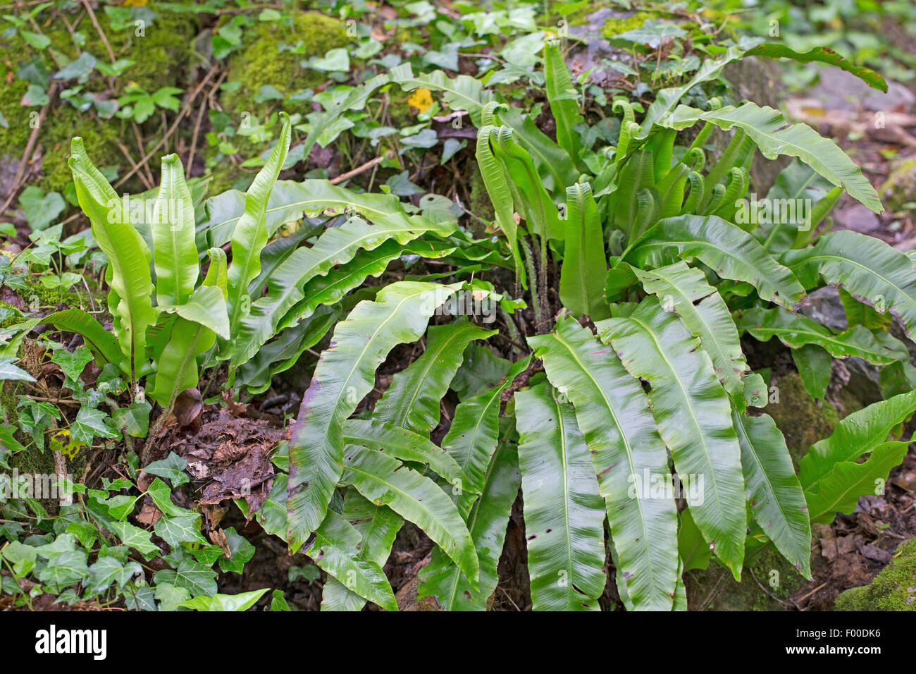 Hart la linguetta, Europeo harts-lingua (felci Asplenium scolopendrium, Phyllitis scolopendrium), Germania Foto Stock
