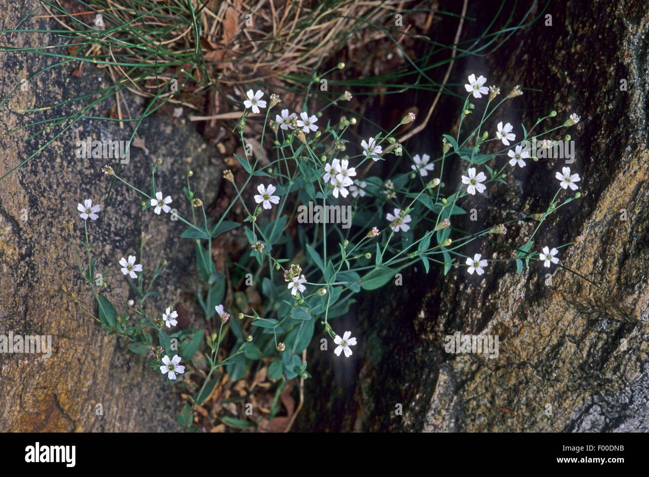 Rock campion (Silene rupestris, Atocion rupestre), fioritura su una roccia, Germania Foto Stock