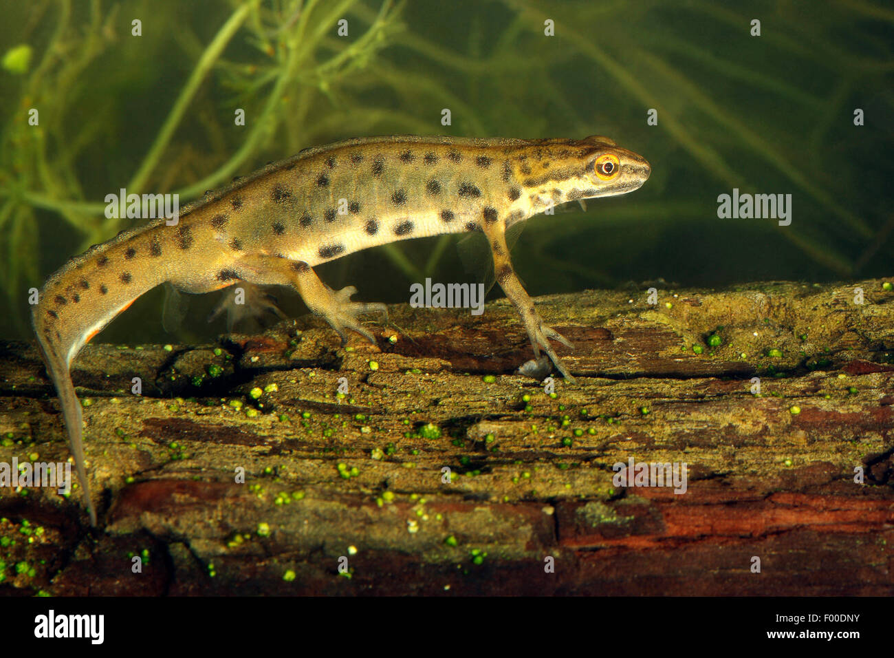 Newt liscia (Triturus vulgaris, Lissotriton vulgaris ), maschio in acqua abitudine, Belgio Foto Stock