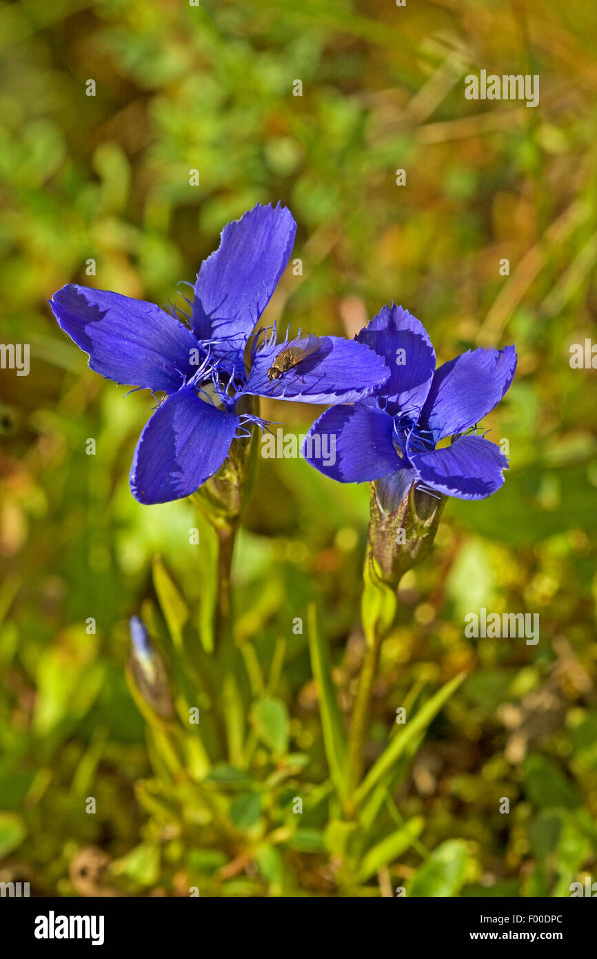 Orlata genziana (Gentianella ciliata, Gentiana ciliata, Gentianopsis ciliata), fiori, Germania Foto Stock