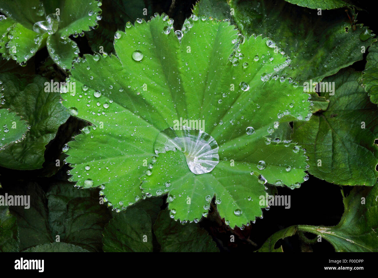 Lady's-mantello (Alchemilla xanthochlora), gocce d'acqua costruito da guttation, Germania Foto Stock