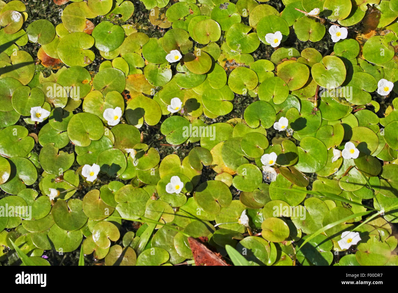 Rana europeo-bit, frogbit europea (Hydrocharis morsus-ranae), fioritura, Germania Foto Stock