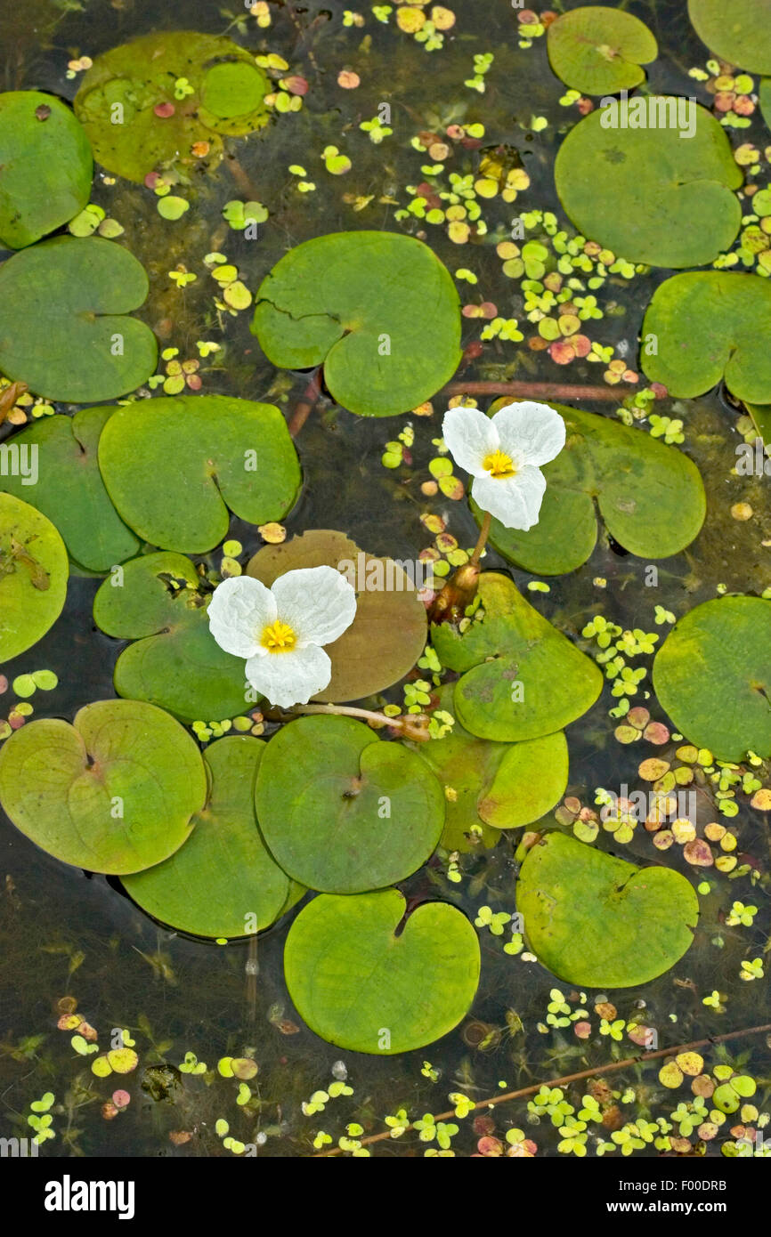 Rana europeo-bit, frogbit europea (Hydrocharis morsus-ranae), fioritura, Germania Foto Stock