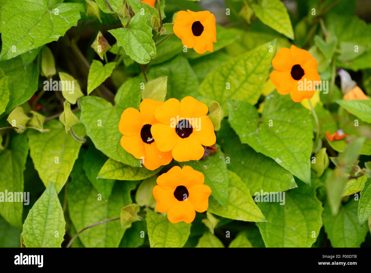 Black-eyed susan (Thunbergia alata), fiori Foto Stock