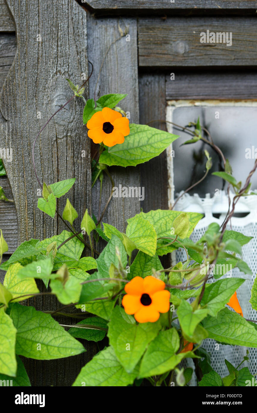 Black-eyed susan (Thunbergia alata), fiori Foto Stock