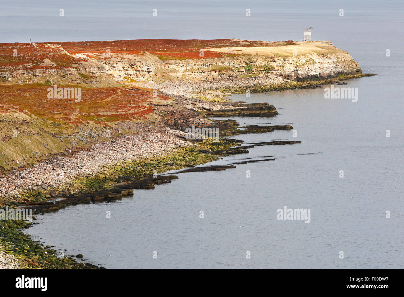 Cliffbirds, birdcolony sulla cima della scogliera sul mare, Norvegia Foto Stock