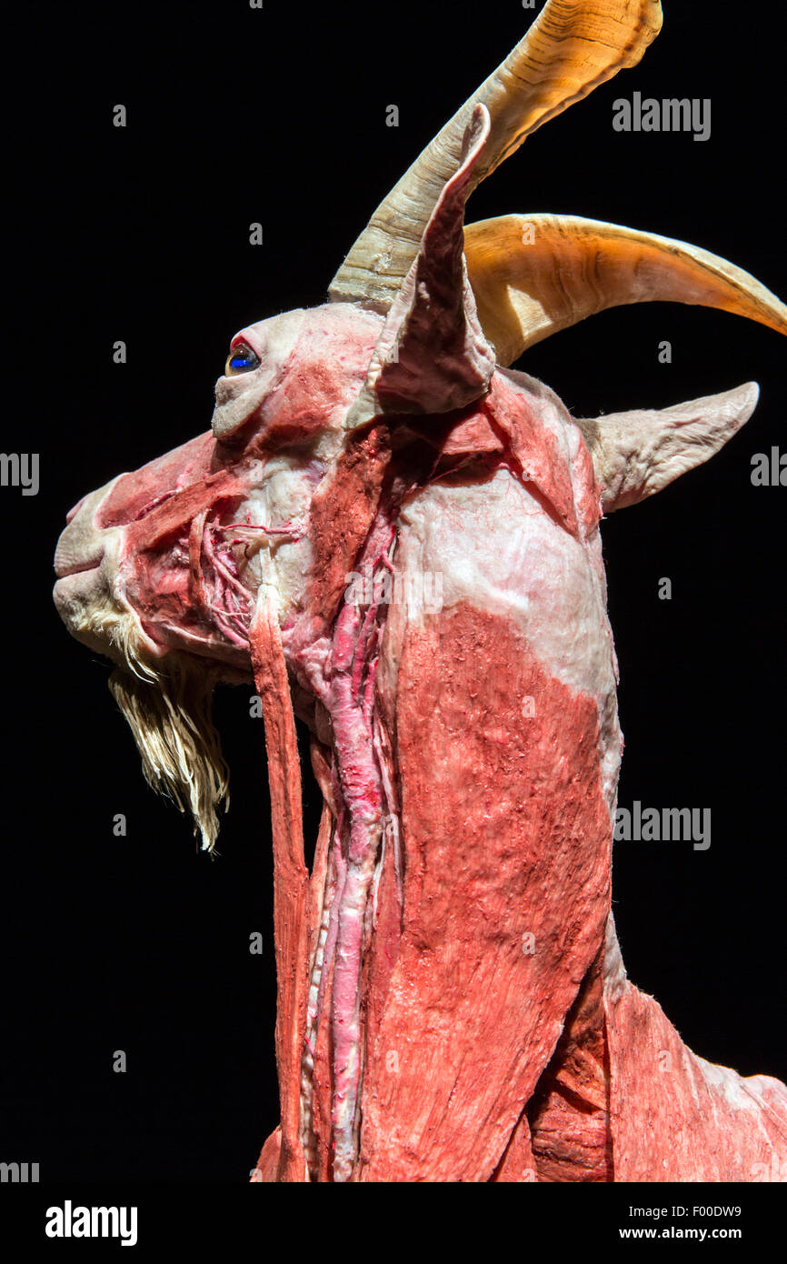 Canada,Ontario, Ottawa, Museo Canadese della natura e degli animali fuori l'interno presentano, capra. Plastination di un animale rivelando il tessuto muscolare. Foto Stock