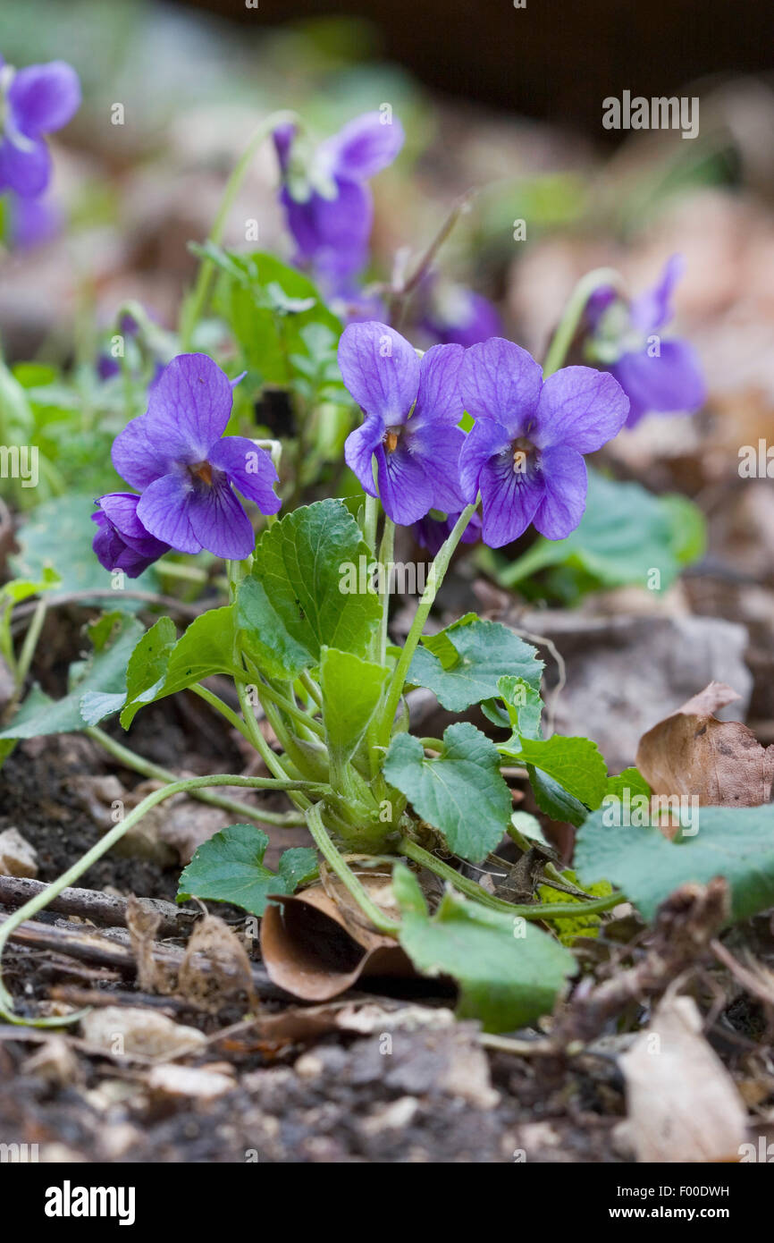 Inglese, viola mammola (Viola odorata), fioritura, Germania Foto Stock
