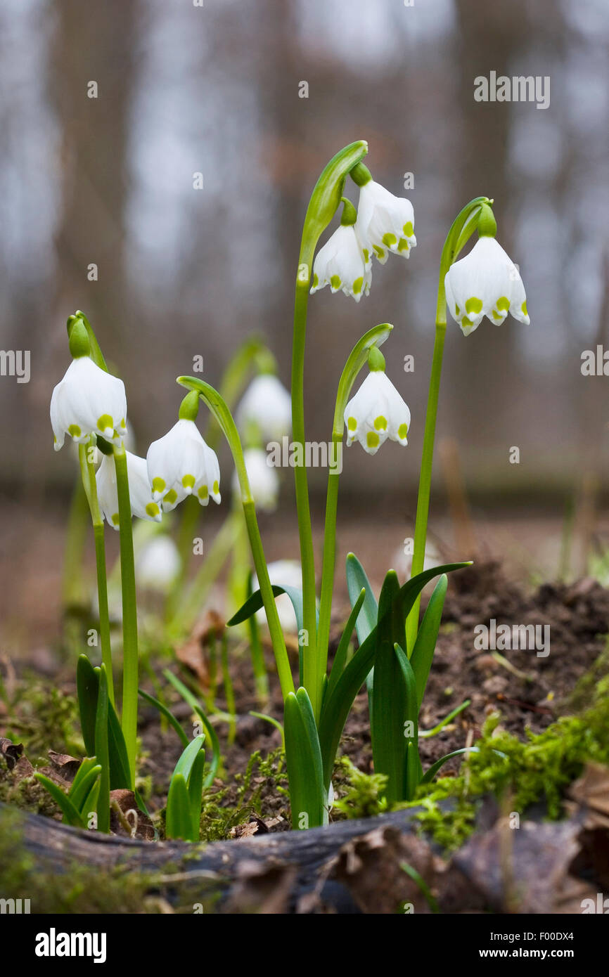 Il simbolo del fiocco di neve di primavera (Leucojum vernum), fioritura, Germania Foto Stock