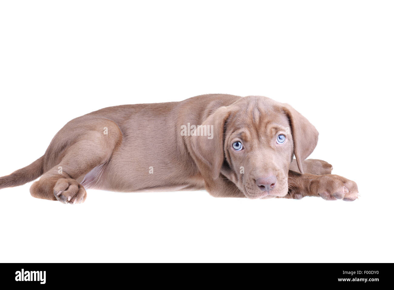 Grazioso cucciolo marrone che stabilisce isolato su uno sfondo bianco Foto Stock