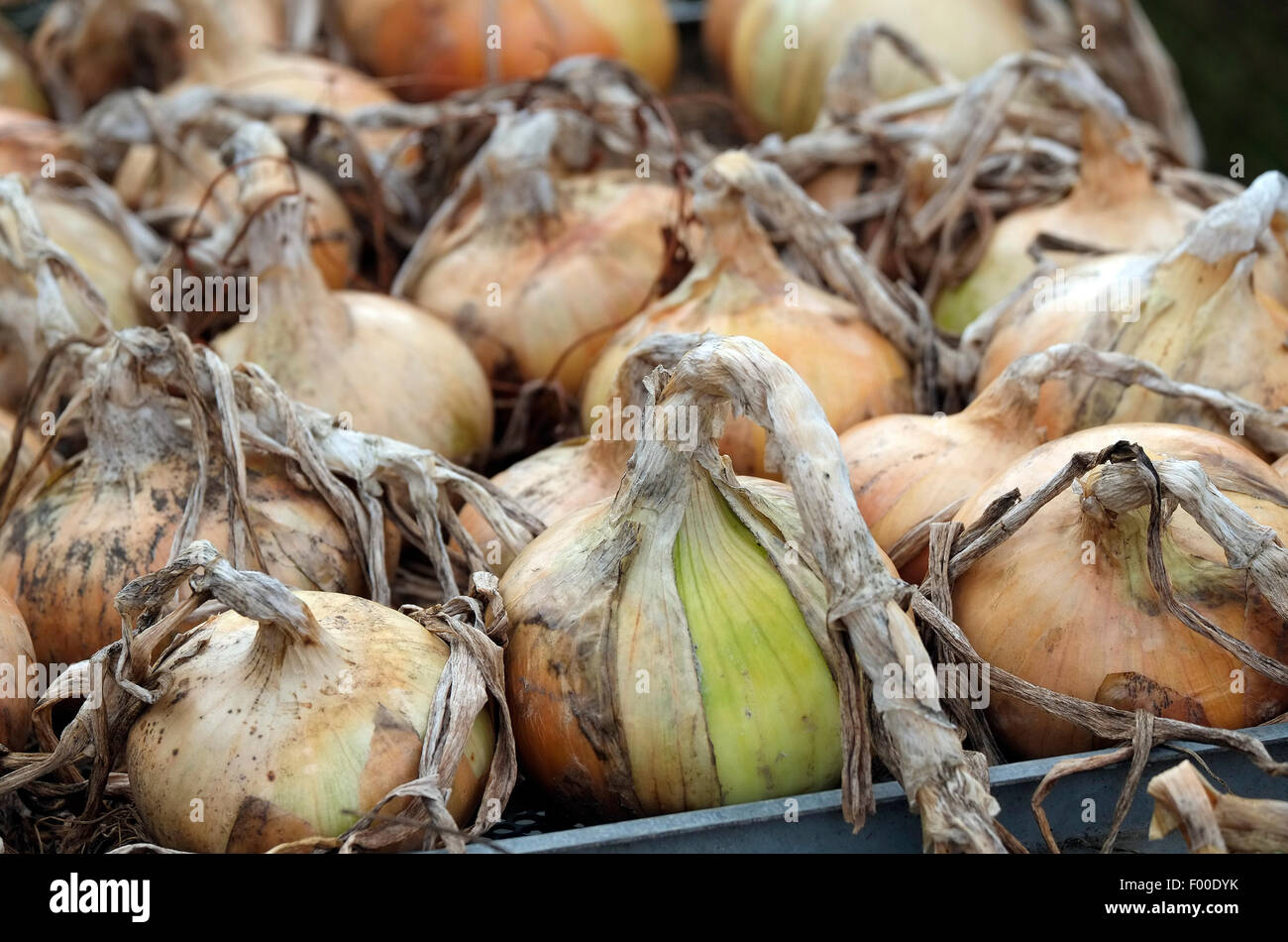 Cipolle essiccazione su rack in metallo Foto Stock