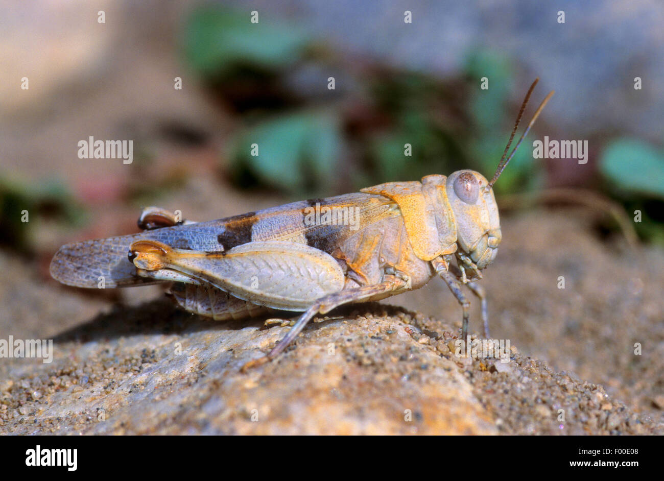 Grasshopper (Oedipoda miniata miniata), femmina, Grecia Foto Stock