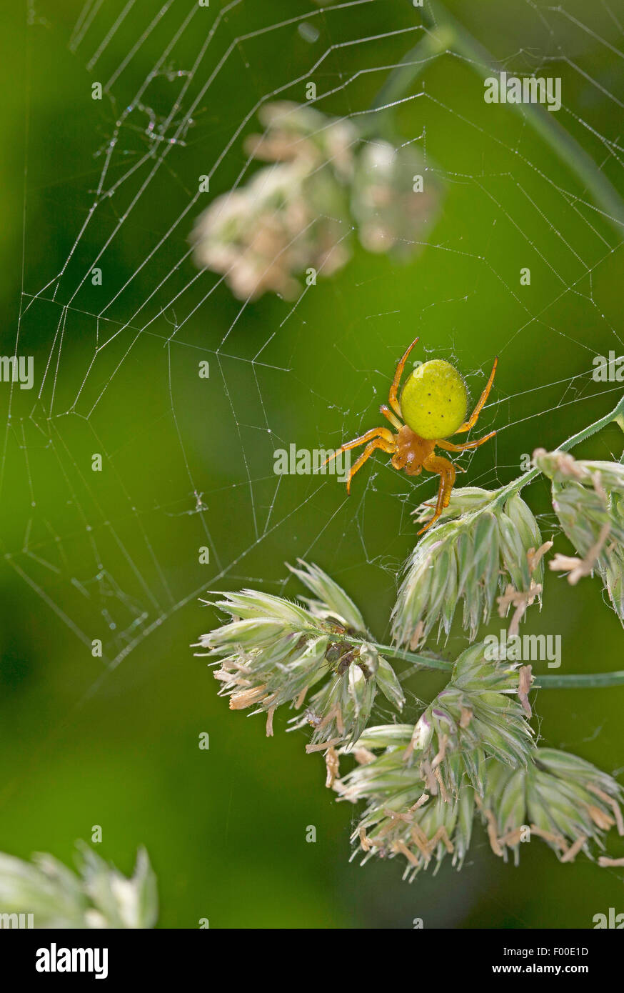 Gourd spider, zucca spider (Araniella cucurbitina oder Araniella opistographa), nel suo web all'erba orecchie, Germania Foto Stock