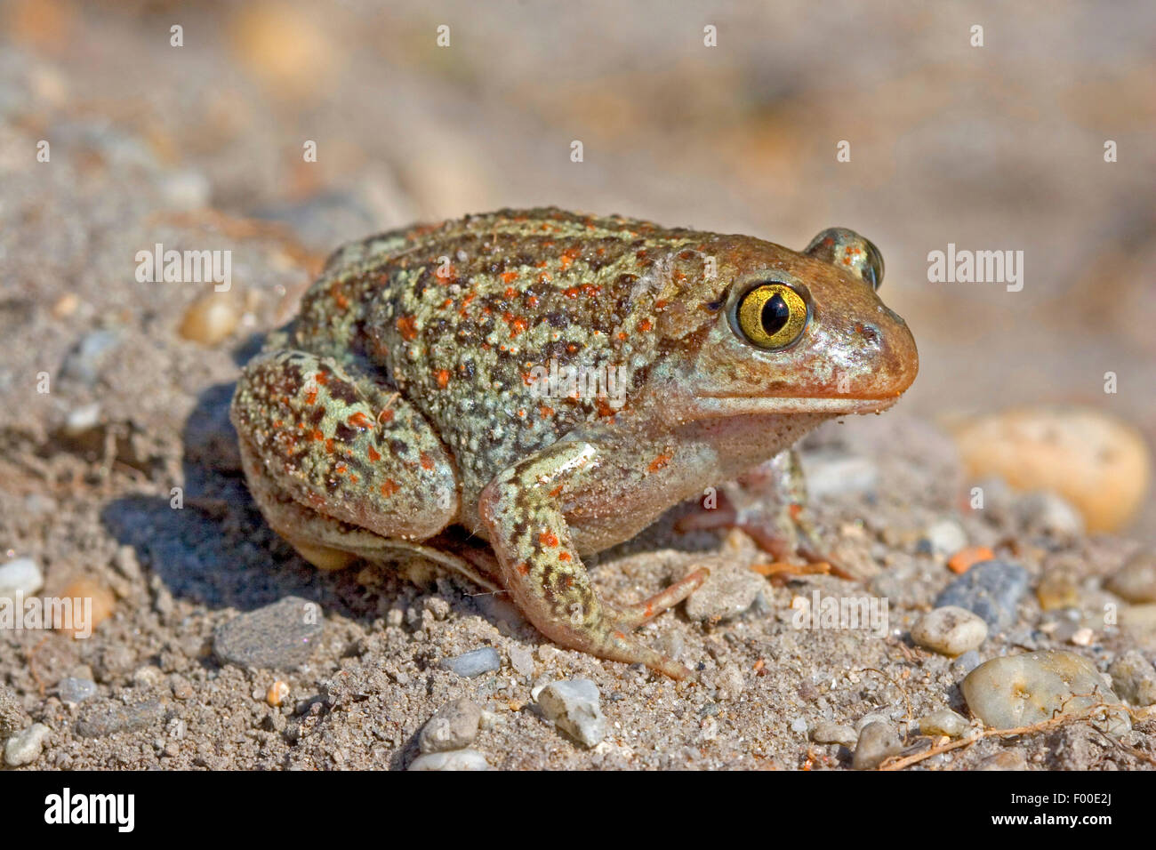 Common spadefoot, aglio toad (Pelobates fuscus), seduto a terra, vista laterale, Germania Foto Stock