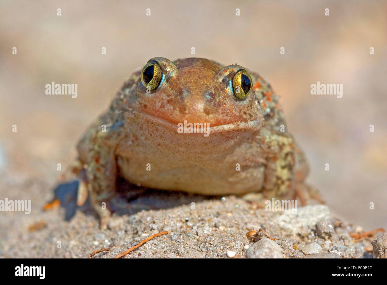 Common spadefoot, aglio toad (Pelobates fuscus), seduto a terra, vista frontale, Germania Foto Stock