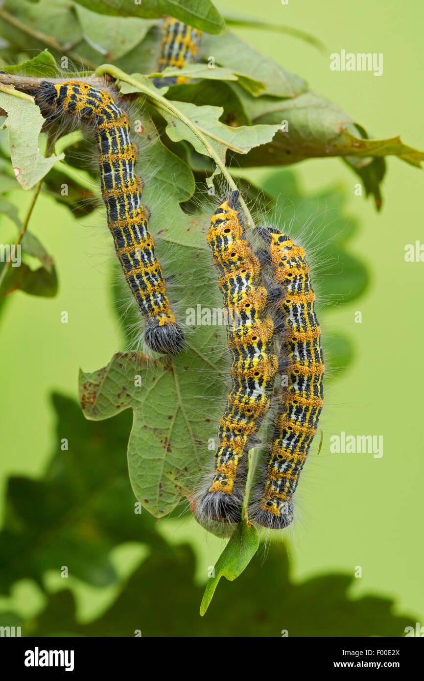 Buff-punta moth, Buff punta (caterpillar Phalera bucephala), bruchi su un ramoscello di quercia, Germania Foto Stock