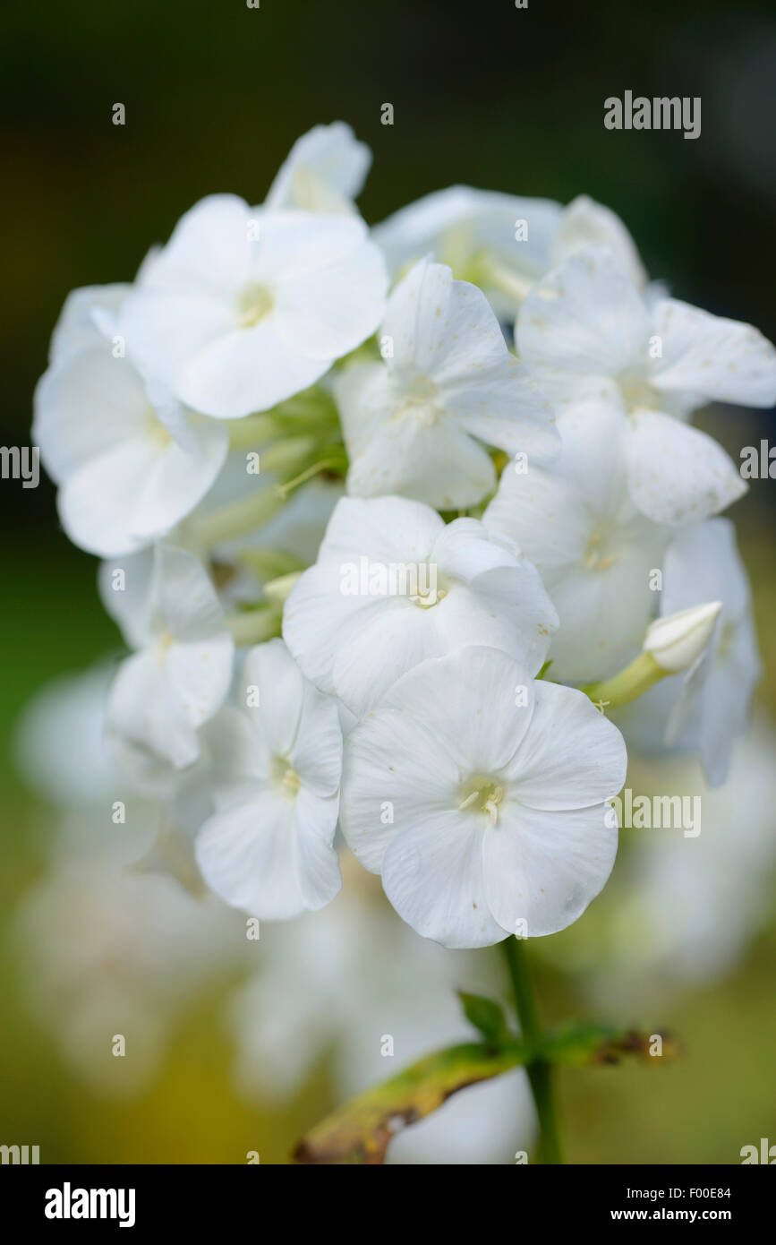 Caduta phlox, giardino phlox (Phlox paniculata), infiorescenza Foto Stock