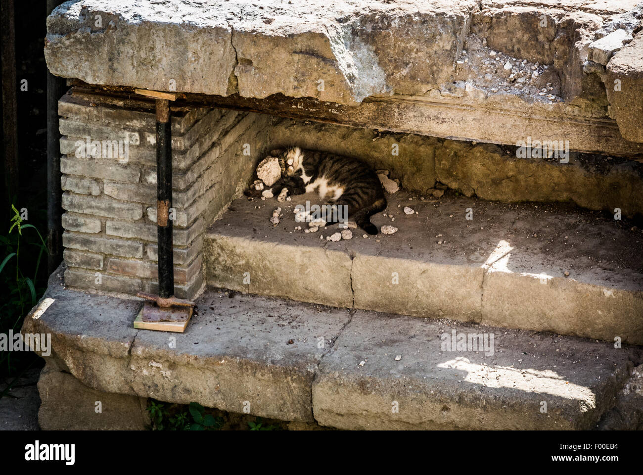 Largo di Torre Argentina le rovine romane di templi e Pompeo Theatre.. Ora un gatto santuario. Roma. L'Italia. Foto Stock