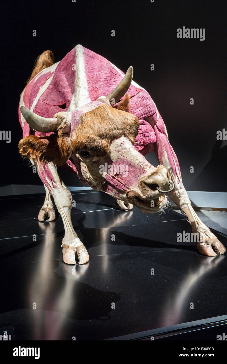 Canada,Ontario, Ottawa, Museo Canadese della natura e degli animali fuori l'interno presentano Foto Stock