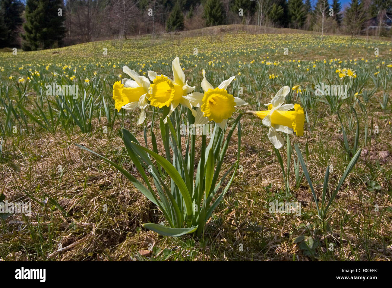 Daffodil comune (Narcissus pseudonarcissus), che fiorisce in un prato, Germania Foto Stock