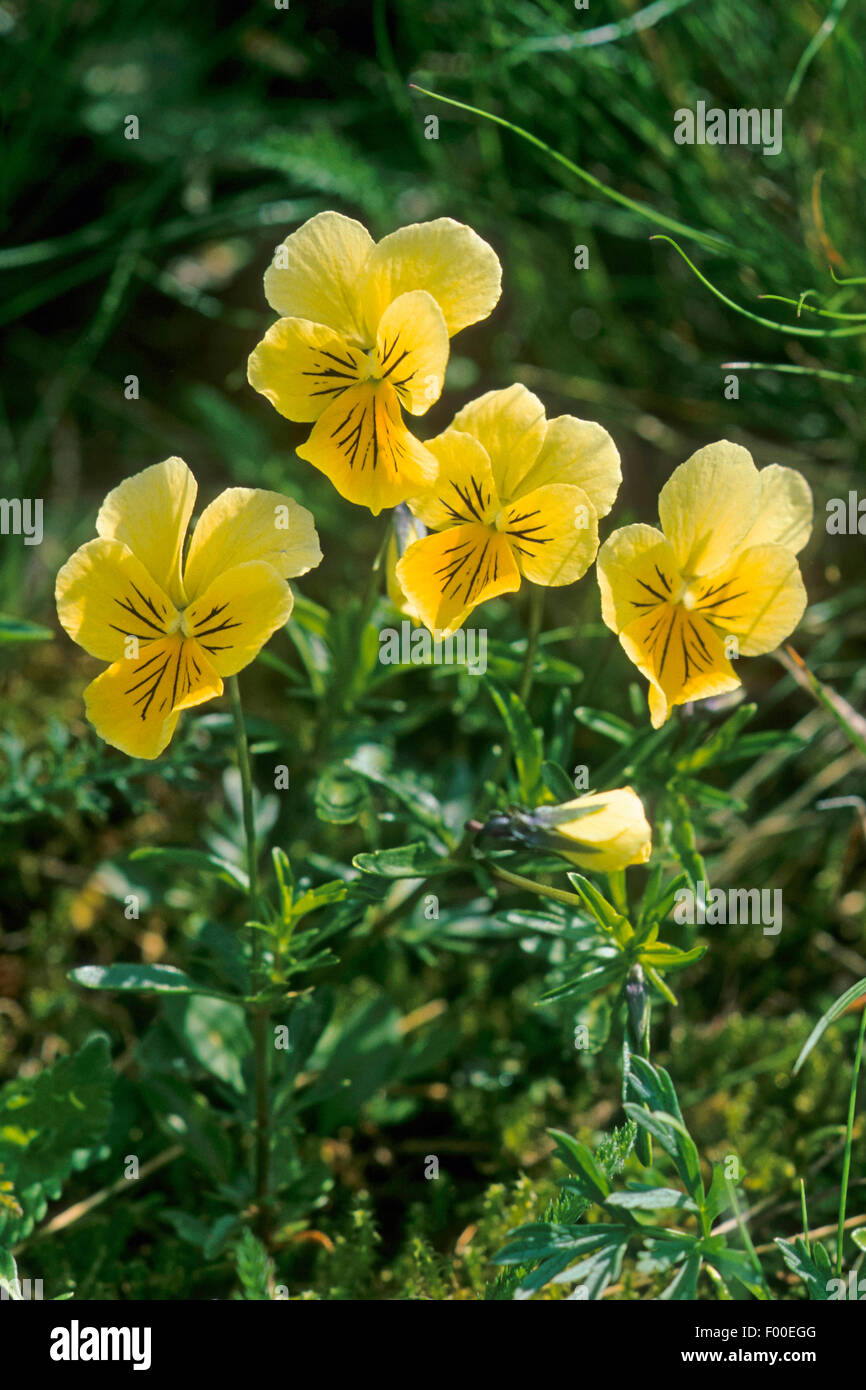 Mountain pansy (Viola lutea), fioritura, Francia Foto Stock