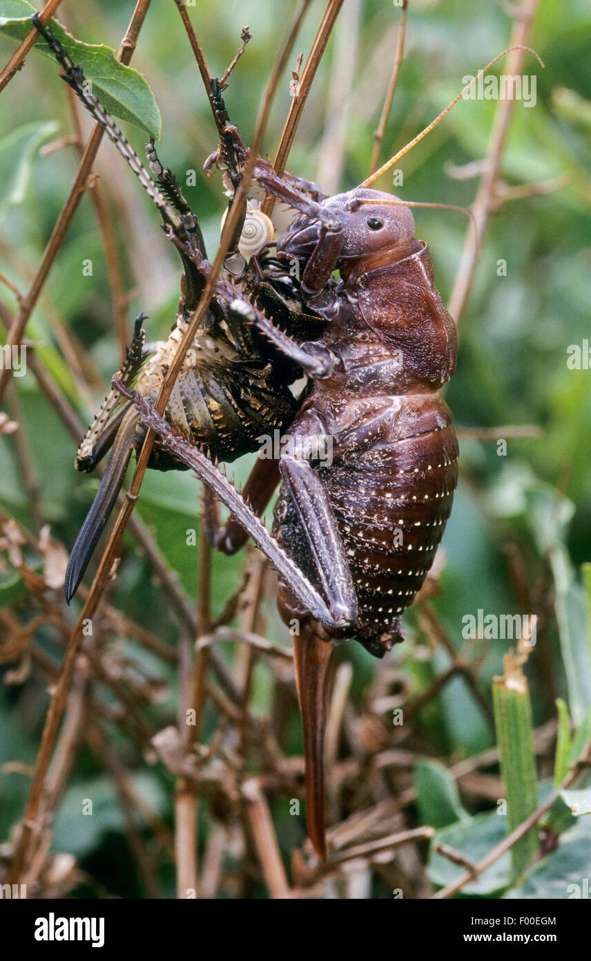 Grasshopper (Bradyporus dasypus), femmina alimenta l'esuvia dopo la spellatura Foto Stock