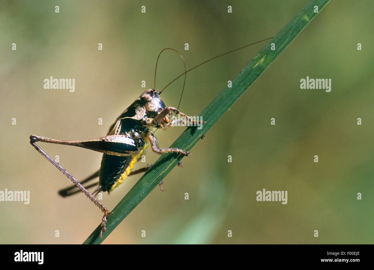 Dark bushcricket (Pholidoptera griseoaptera, Thamnotrizon cinereus), maschio, Germania Foto Stock