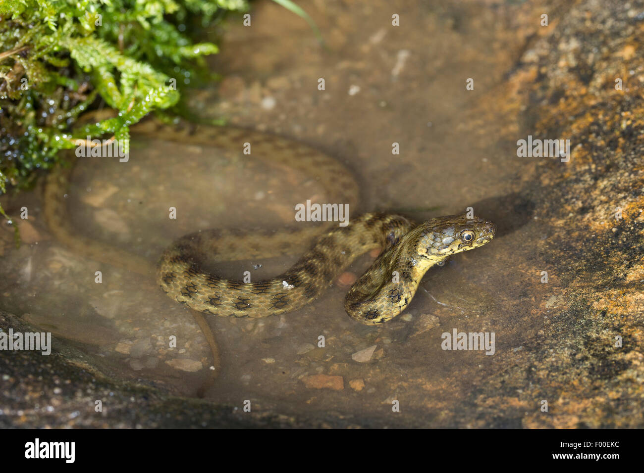 Viperine snake, viperine biscia dal collare (natrix maura), in pendenza Foto Stock