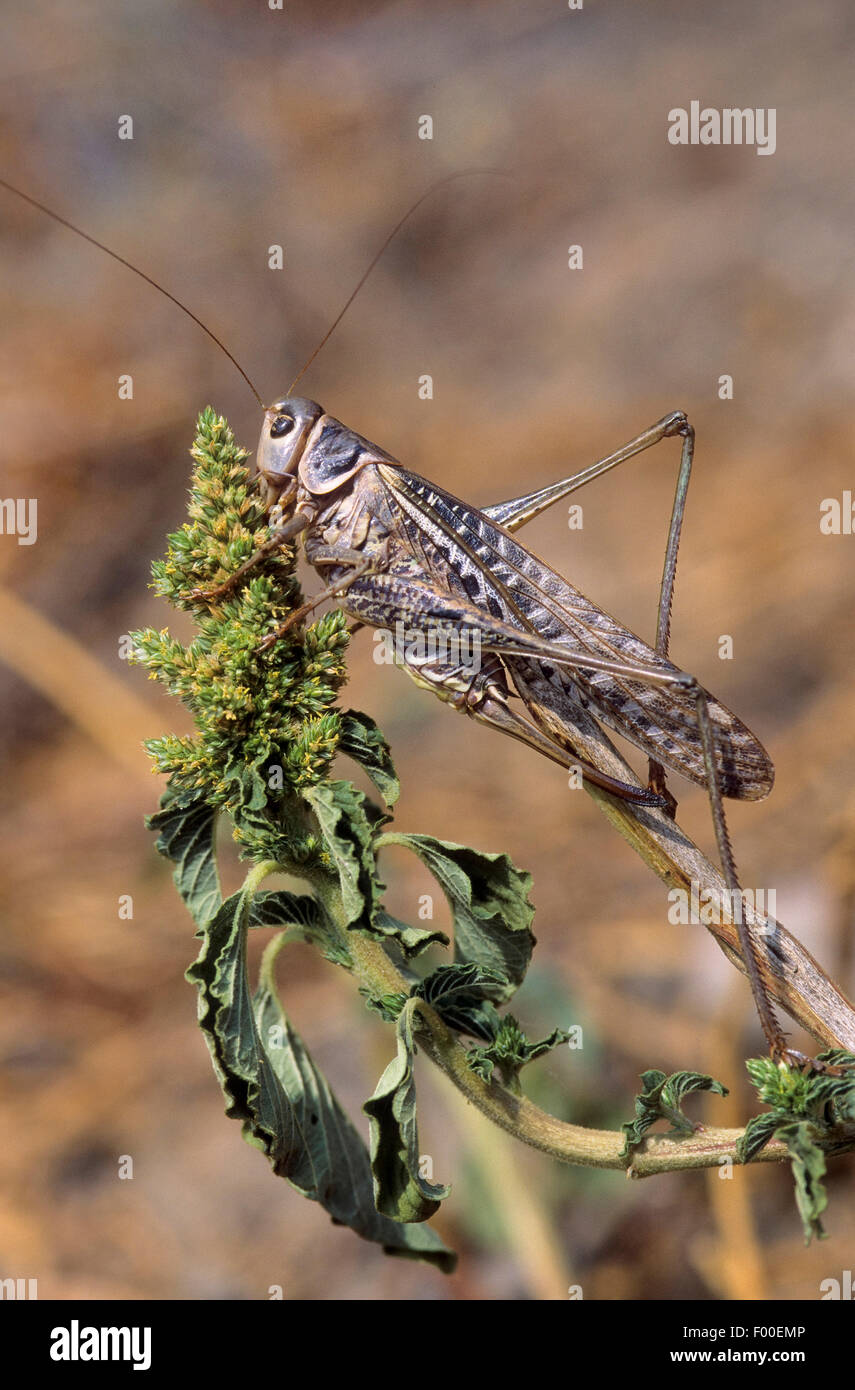 Verruca-snapper, verruca-snapper bushcricket (Decticus verrucivorus), femmina con lunghi ovipositor, Germania Foto Stock