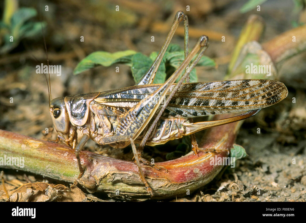 Verruca-snapper, verruca-snapper bushcricket (Decticus verrucivorus), femmina con lunghi ovipositor, Germania Foto Stock