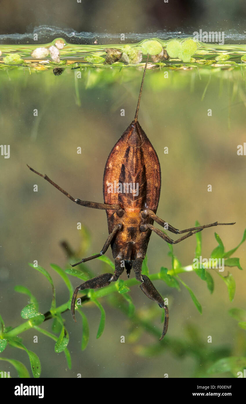 Acqua scorpion (Nepa cinerea, Nepa rubra), prende il fiato sospeso a watersurface, Germania Foto Stock