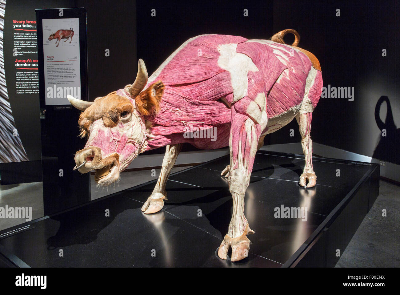 Canada,Ontario, Ottawa, Museo Canadese della natura e degli animali fuori l'interno presentano Foto Stock