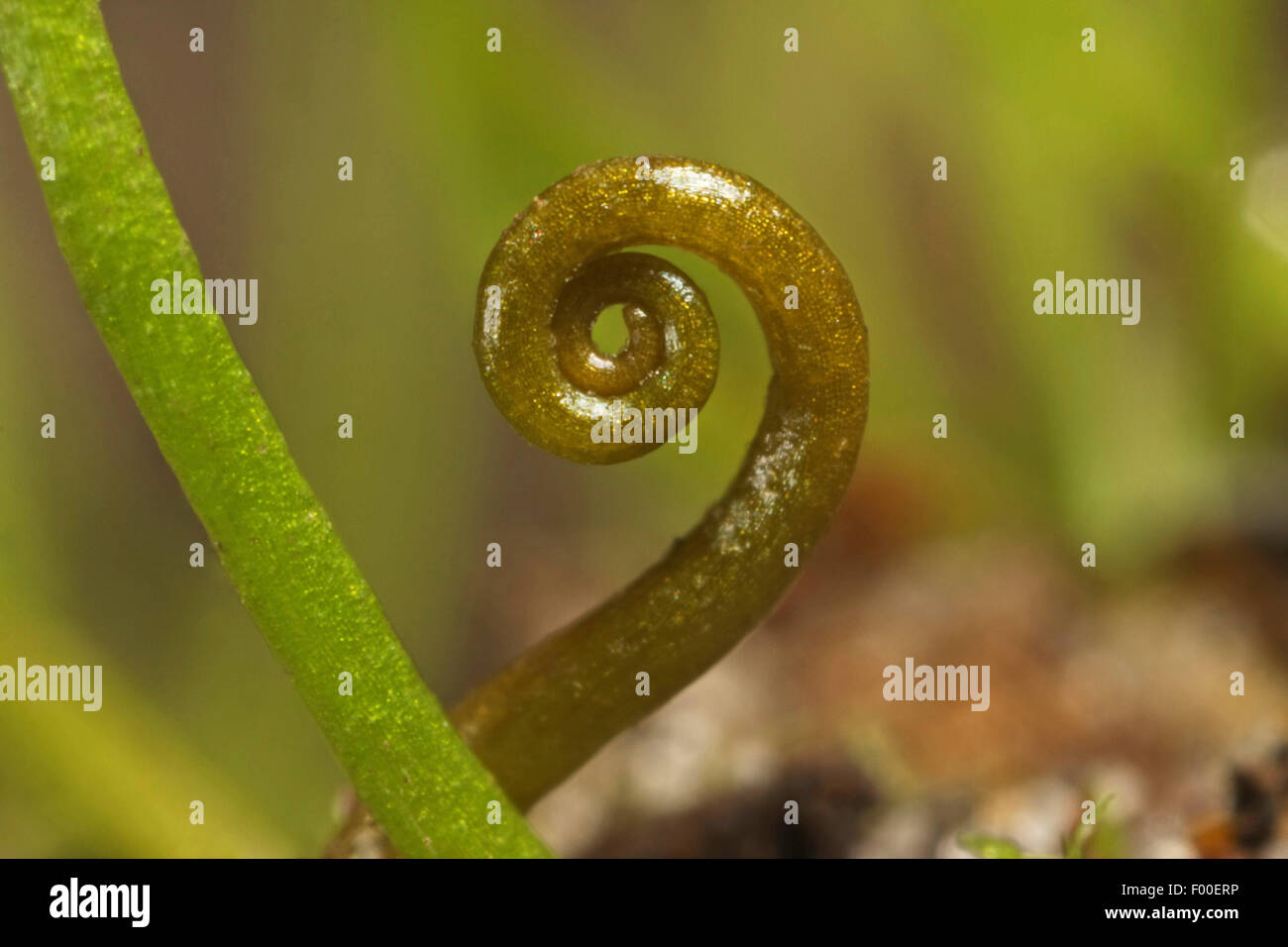 Pillwort (Pilularia globulifera), lo sviluppo di una foglia, Germania Foto Stock