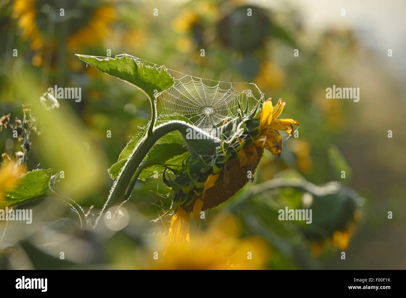 Comune di girasole (Helianthus annuus), con spiderweb, in Germania, in Baviera Foto Stock